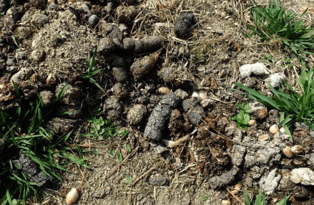 タヌキとハクビシンの違い】画像付きで見分け方を徹底解説! | 害獣